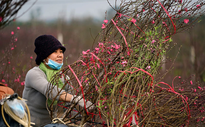 Trước Tết 10 ngày, đào Nhật Tân đã khoe sắc từ vườn về phố